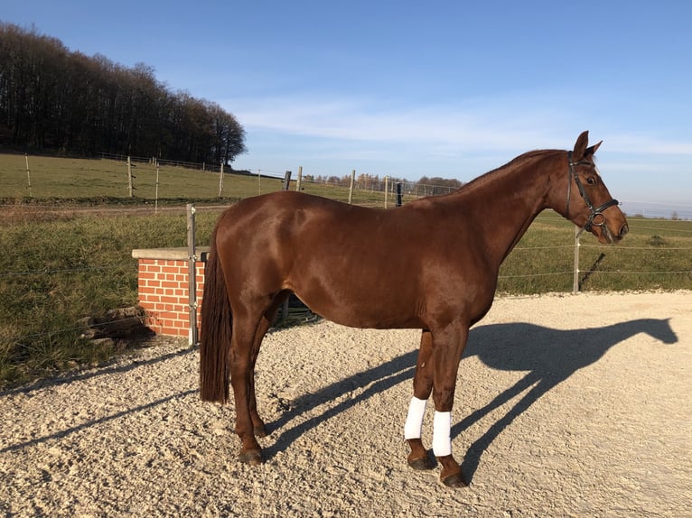 Rijnlander Merrie 17 Jaar 174 cm Vos in Liebstadt