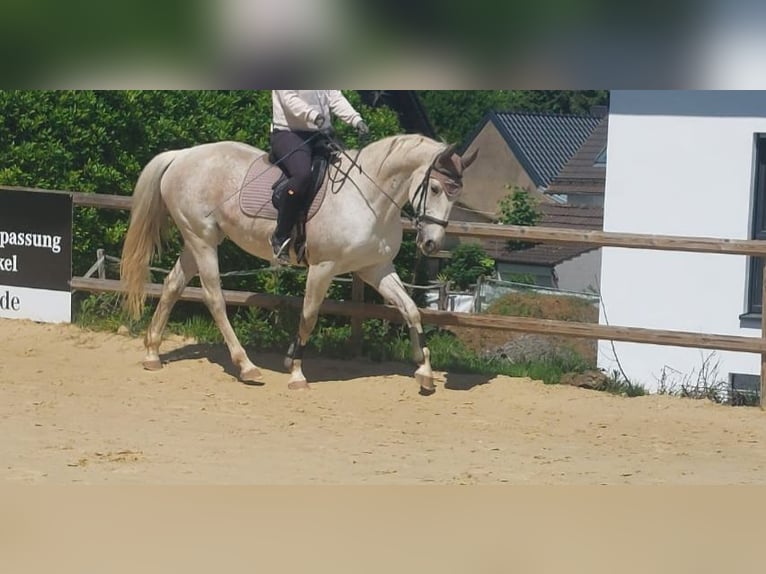 Rijnlander Merrie 17 Jaar 175 cm Vliegenschimmel in Königswinter