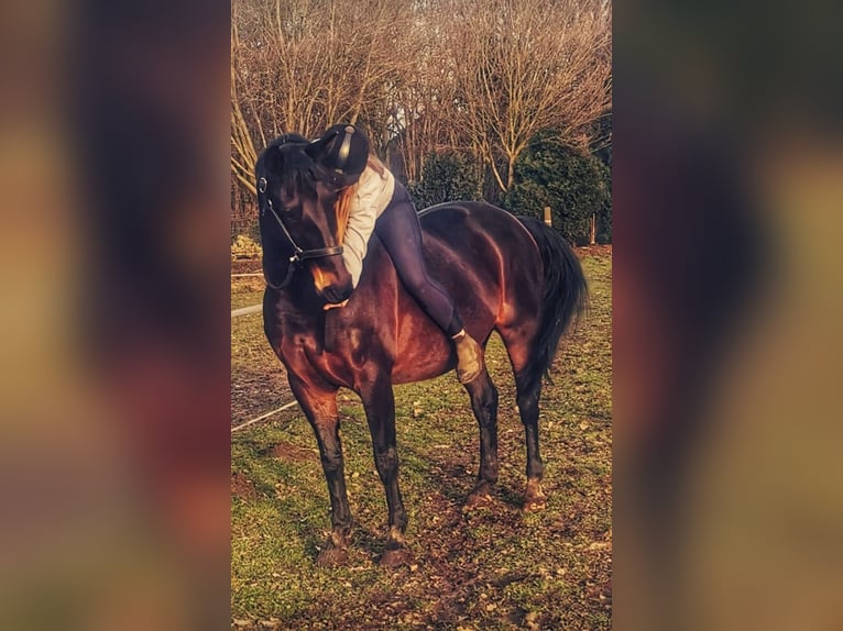 Rijnlander Merrie 18 Jaar 163 cm in Marl