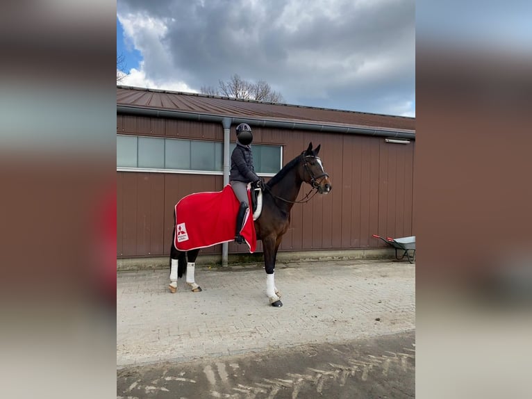 Rijnlander Merrie 19 Jaar 163 cm Bruin in Bocholt