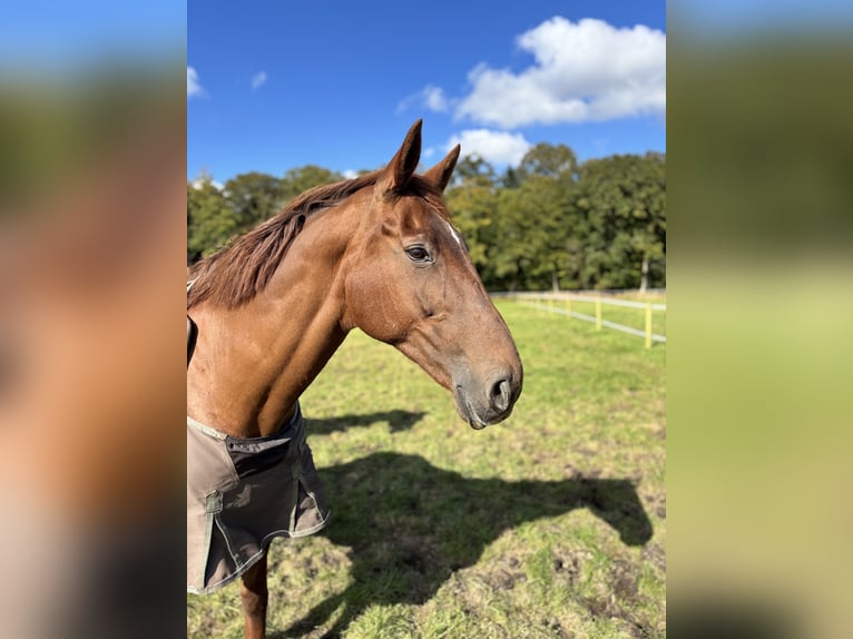Rijnlander Merrie 19 Jaar 168 cm Vos in Aurich