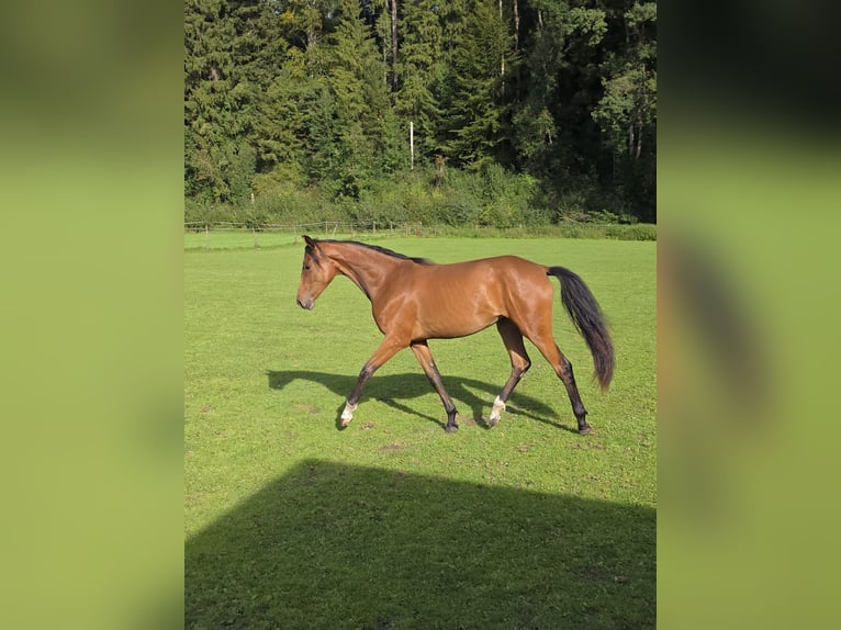 Rijnlander Merrie 1 Jaar 168 cm Bruin in Buxheim