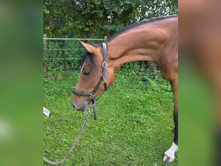 Rijnlander Merrie 1 Jaar 168 cm Bruin in Buxheim