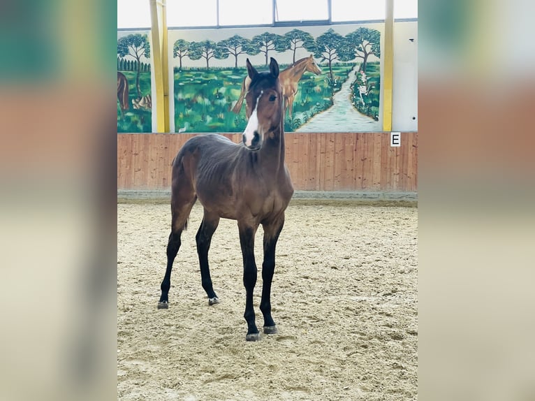 Rijnlander Merrie 1 Jaar Bruin in Rees
