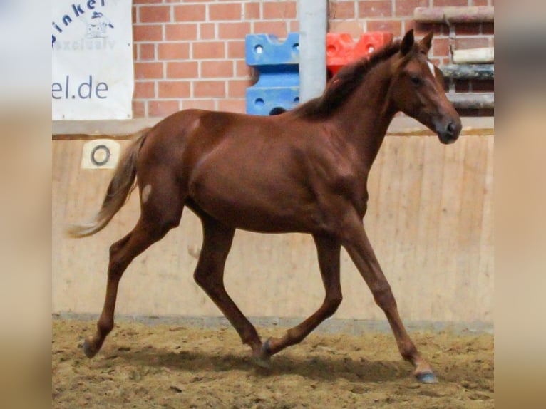 Rijnlander Merrie 1 Jaar in Dorsten