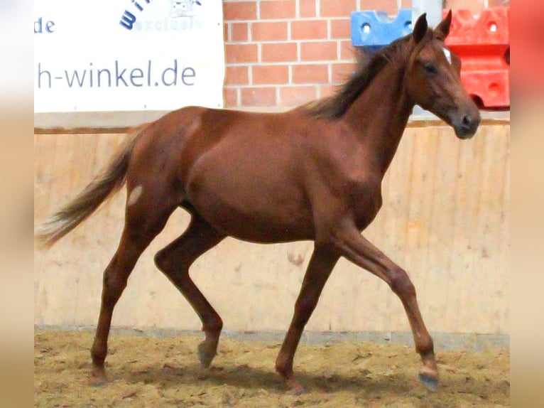 Rijnlander Merrie 1 Jaar in Dorsten