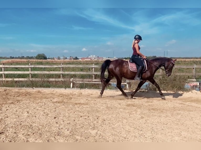 Rijnlander Merrie 20 Jaar 157 cm Bruin in Pfungstadt