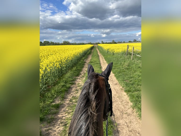Rijnlander Merrie 20 Jaar 157 cm Bruin in Pfungstadt