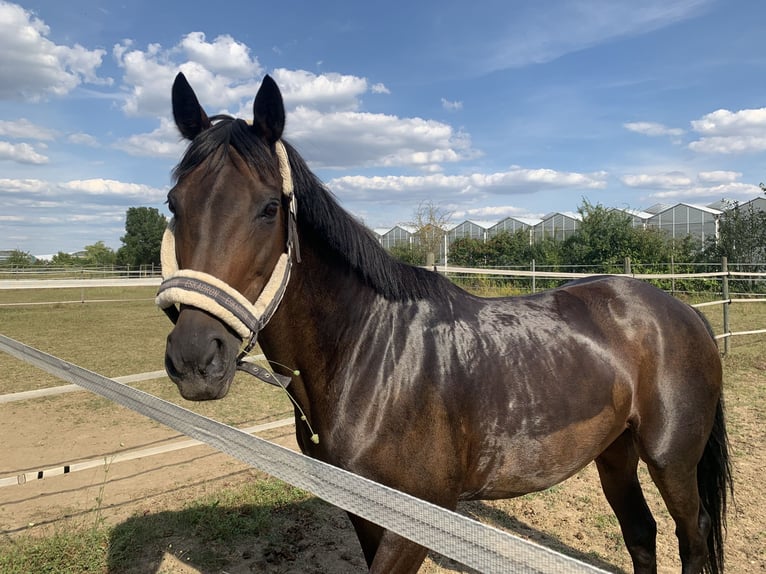 Rijnlander Merrie 20 Jaar 157 cm Bruin in Pfungstadt