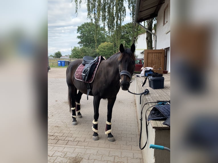 Rijnlander Merrie 20 Jaar 157 cm Bruin in Pfungstadt