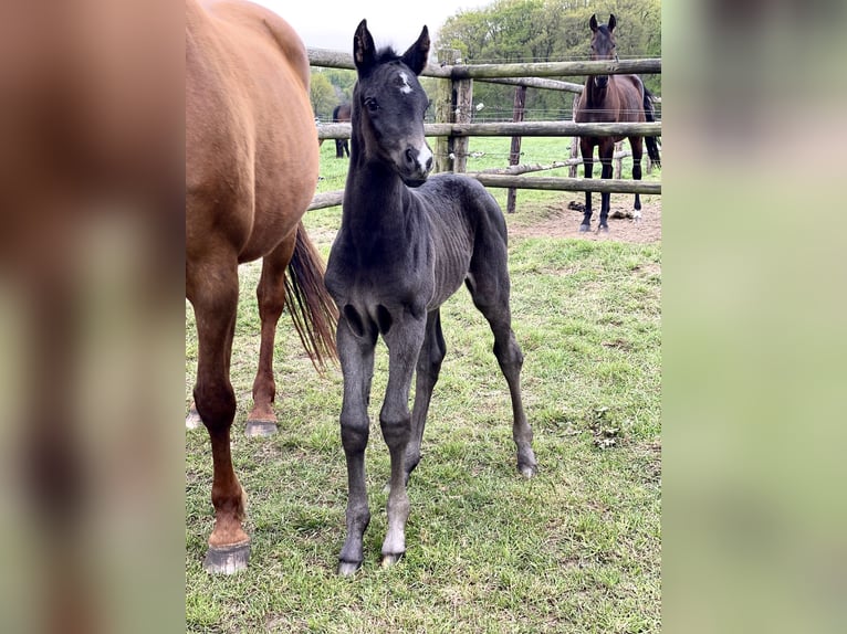 Rijnlander Merrie 20 Jaar 167 cm Donkere-vos in Weeze