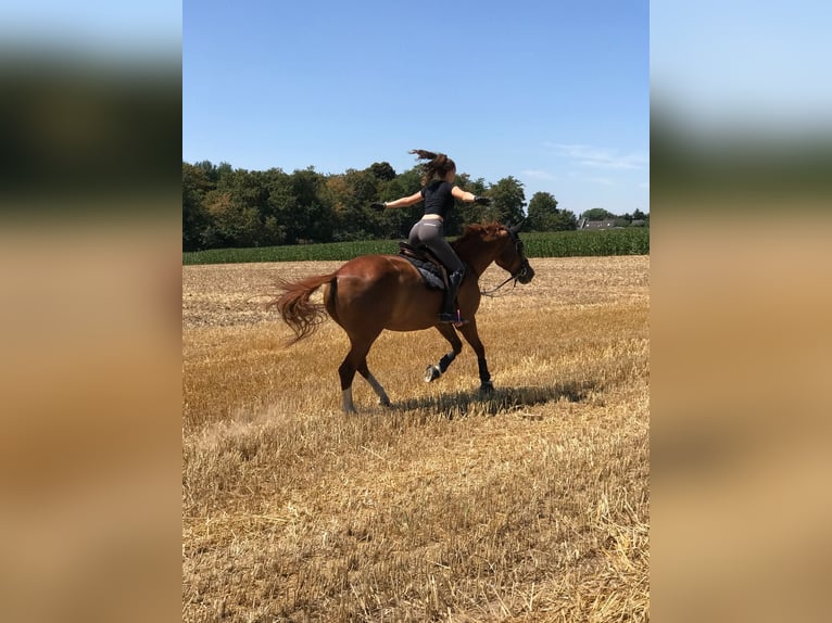 Rijnlander Merrie 25 Jaar 168 cm Vos in Dormagen