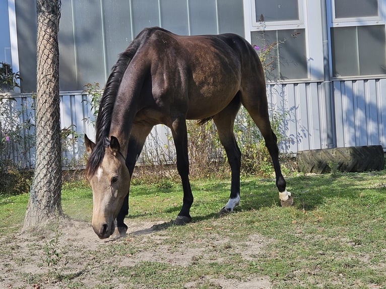 Rijnlander Merrie 3 Jaar 156 cm Buckskin in Niederzier