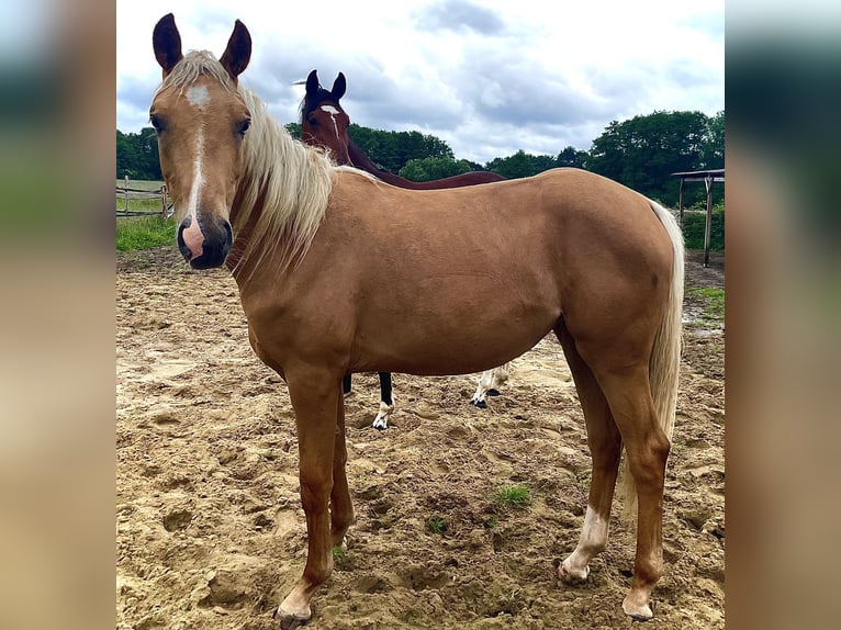 Rijnlander Merrie 3 Jaar 163 cm Palomino in Sittensen