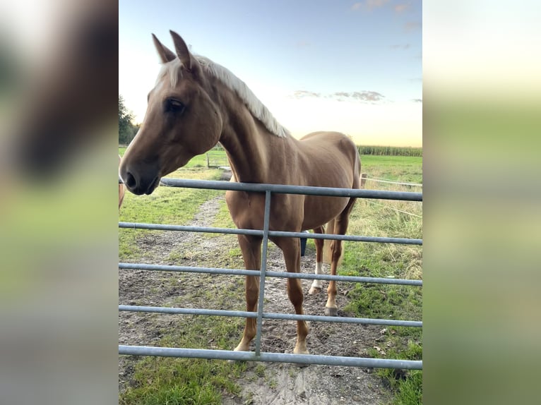 Rijnlander Merrie 3 Jaar 163 cm Palomino in Sittensen