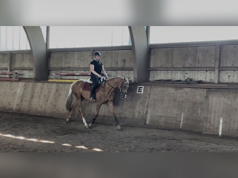 Rijnlander Merrie 3 Jaar 163 cm Palomino in Sittensen