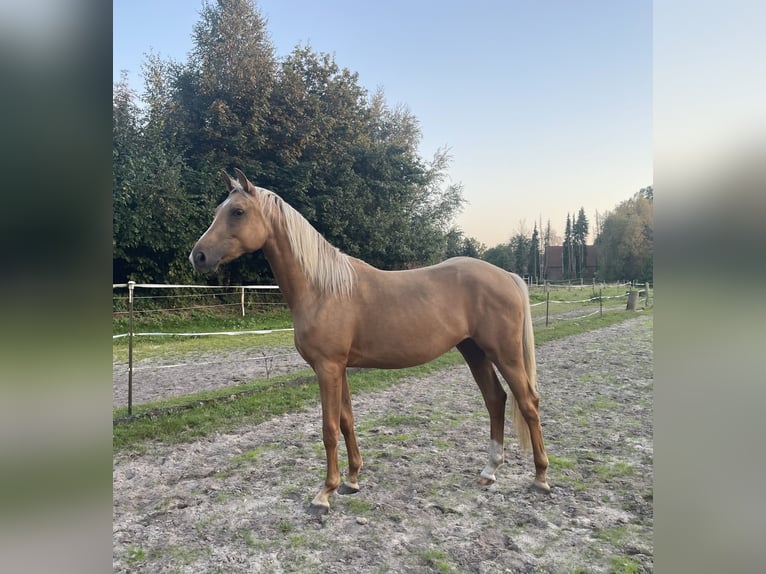 Rijnlander Merrie 3 Jaar 163 cm Palomino in Sittensen