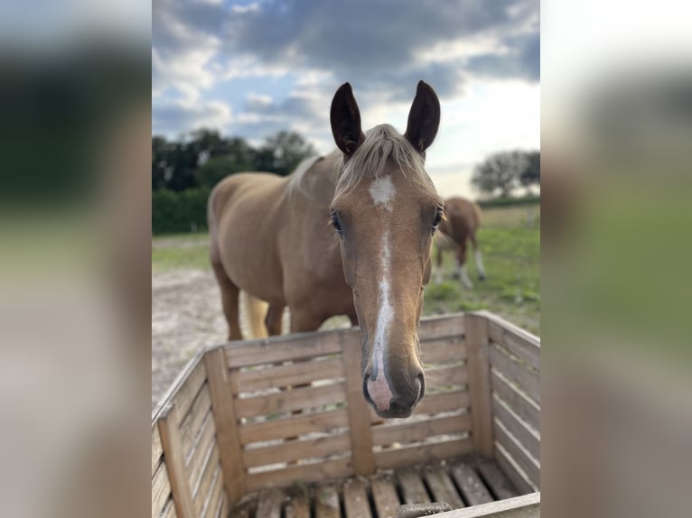 Rijnlander Merrie 3 Jaar 163 cm Palomino in Sittensen