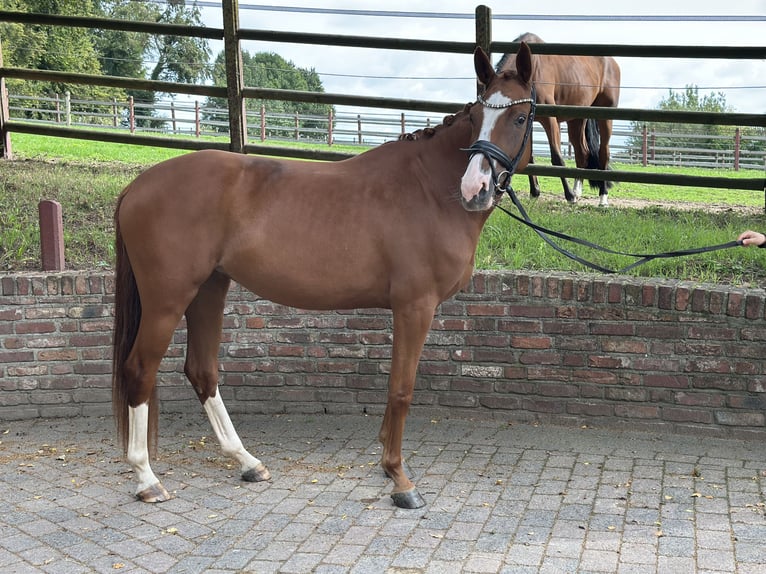 Rijnlander Merrie 3 Jaar 163 cm Vos in Viersen