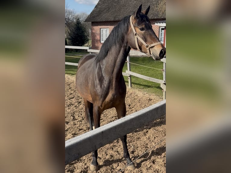 Rijnlander Merrie 3 Jaar 165 cm Donkerbruin in Stade