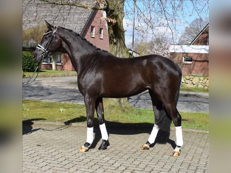 Rijnlander Merrie 3 Jaar 166 cm Zwart in Fredenbeck