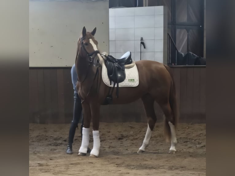 Rijnlander Merrie 3 Jaar 167 cm Vos in Lienen
