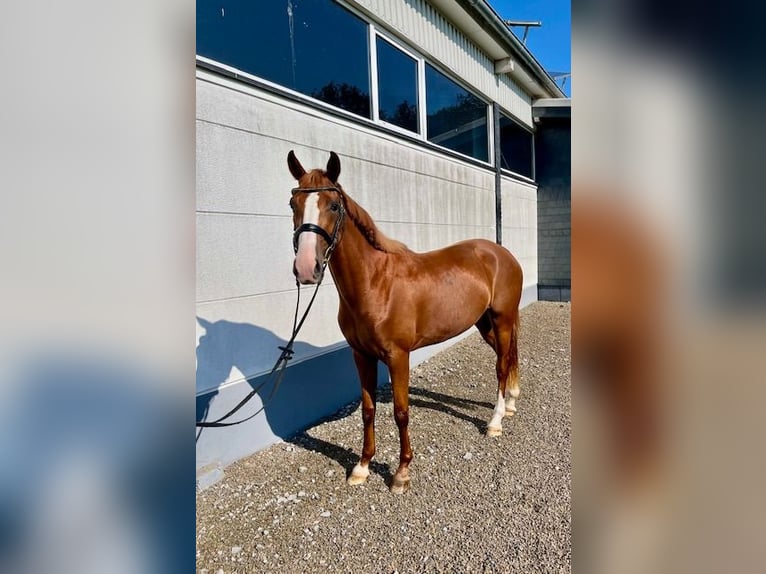 Rijnlander Merrie 3 Jaar 167 cm Vos in Wermelskirchen