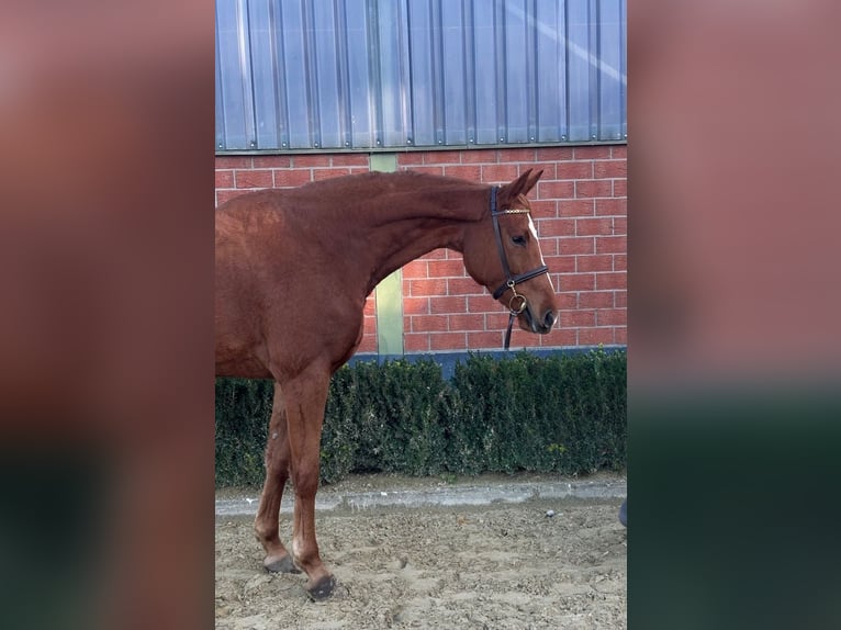 Rijnlander Merrie 3 Jaar 168 cm Vos in Weeze