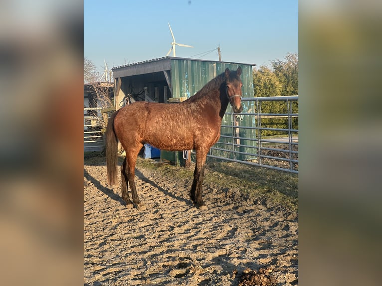 Rijnlander Merrie 4 Jaar 160 cm Bruin in Ihlow