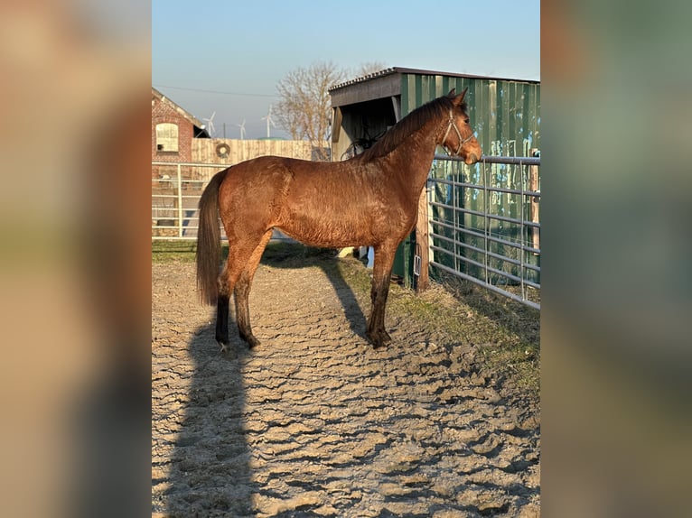 Rijnlander Merrie 4 Jaar 160 cm Bruin in Ihlow