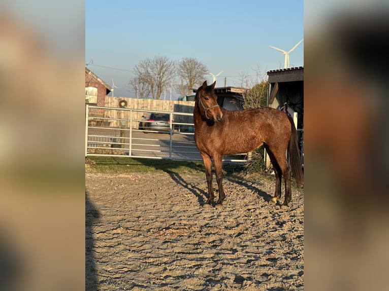 Rijnlander Merrie 4 Jaar 160 cm Bruin in Ihlow