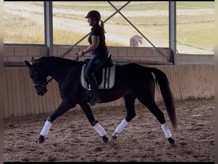 Rijnlander Merrie 4 Jaar 161 cm Zwart in Liebenau