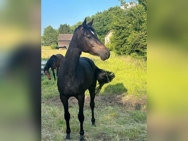 Rijnlander Merrie 4 Jaar 162 cm Donkerbruin in Ratingen