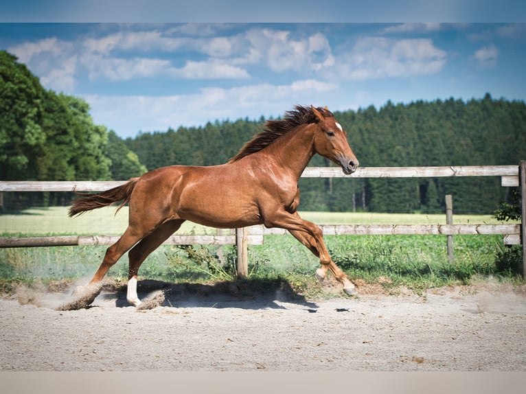 Rijnlander Merrie 4 Jaar 165 cm Donkere-vos in Burladingen