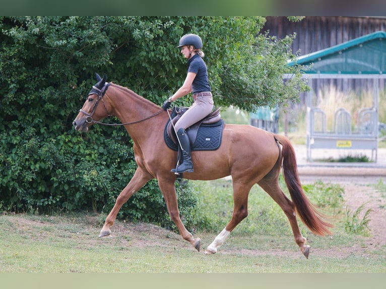 Rijnlander Merrie 4 Jaar 165 cm Donkere-vos in Burladingen
