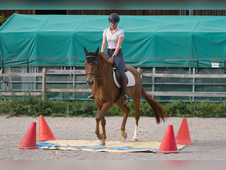 Rijnlander Merrie 4 Jaar 165 cm Donkere-vos in Burladingen
