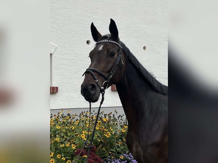 Rijnlander Merrie 4 Jaar 166 cm Donkerbruin in Regglisweiler