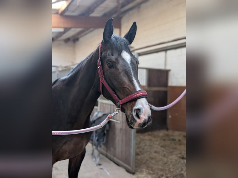 Rijnlander Merrie 4 Jaar 167 cm Donkerbruin in Ober-Flörsheim