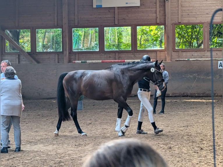 Rijnlander Merrie 4 Jaar 167 cm Donkerbruin in Ober-Flörsheim
