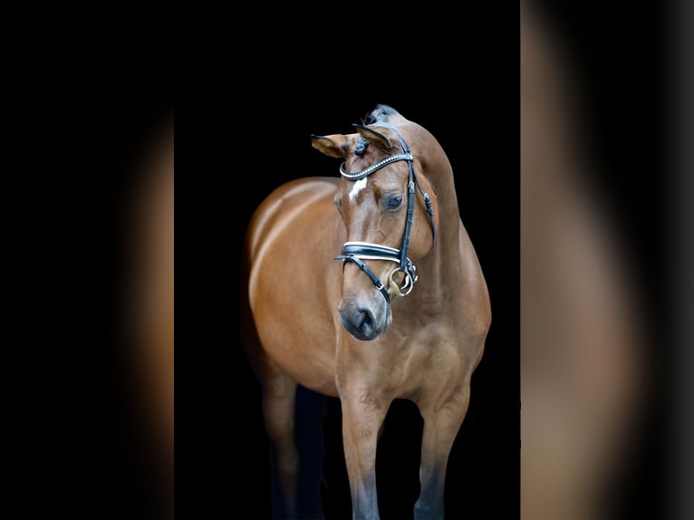 Rijnlander Merrie 4 Jaar 168 cm Bruin in Visbek