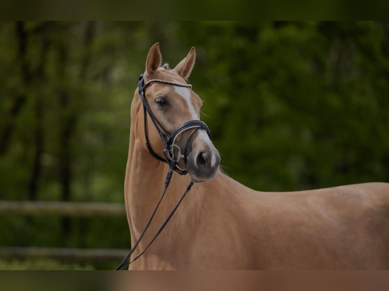 Rijnlander Merrie 4 Jaar 168 cm Palomino in Aachen