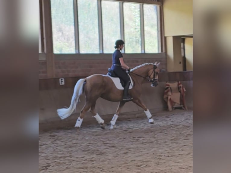 Rijnlander Merrie 4 Jaar 168 cm Palomino in Aachen