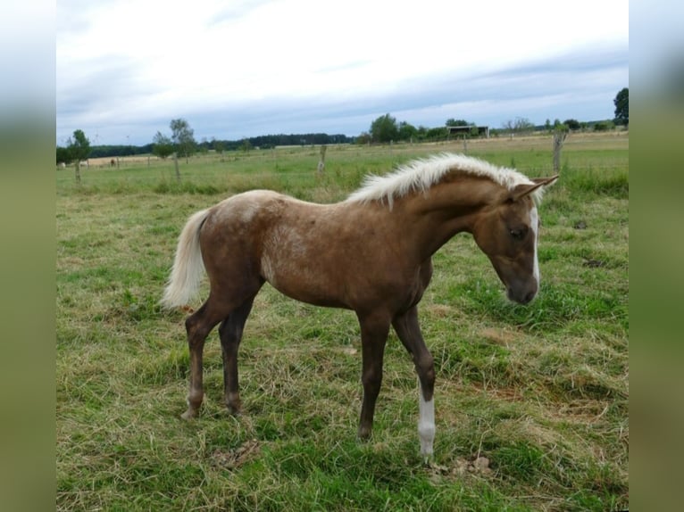 Rijnlander Merrie 4 Jaar 168 cm Palomino in Aachen