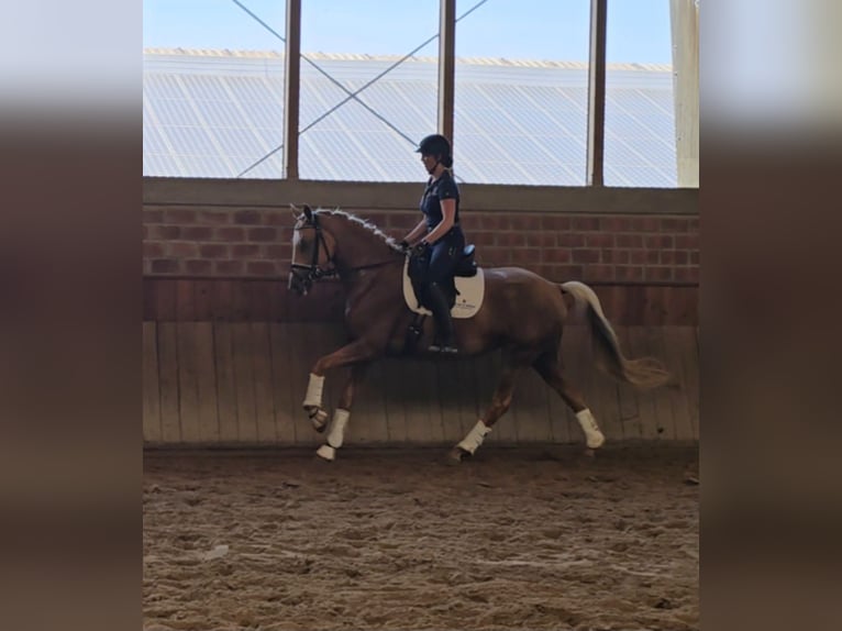 Rijnlander Merrie 4 Jaar 168 cm Palomino in Aachen