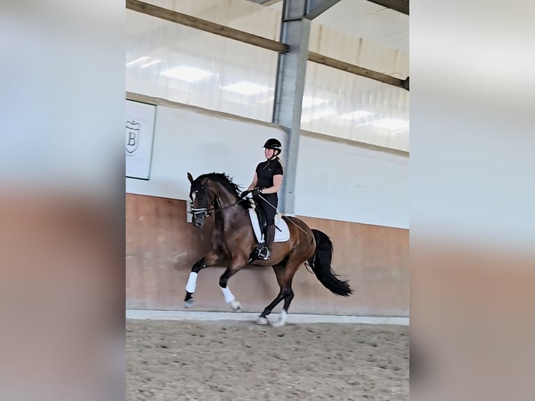 Rijnlander Merrie 4 Jaar 169 cm Donkerbruin in Kempen