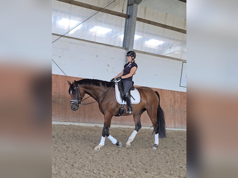 Rijnlander Merrie 4 Jaar 169 cm Donkerbruin in Kempen