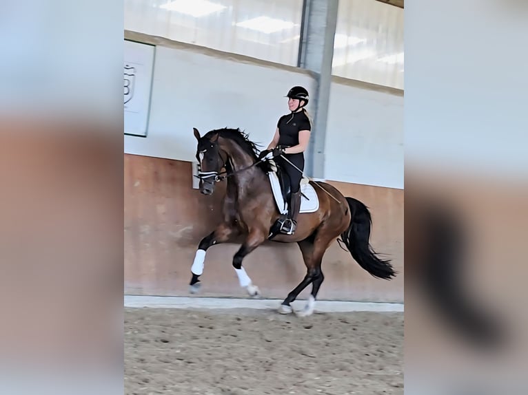 Rijnlander Merrie 4 Jaar 169 cm Donkerbruin in Kempen