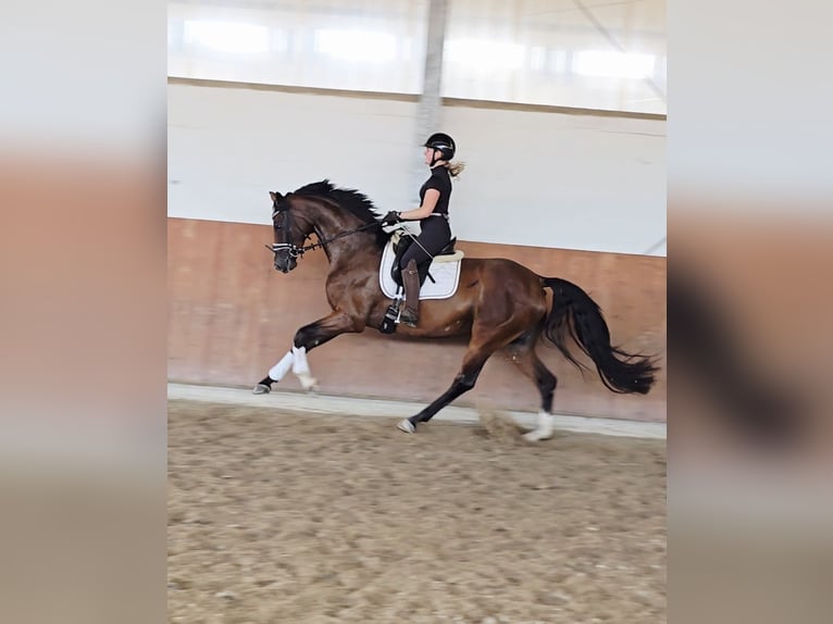 Rijnlander Merrie 4 Jaar 169 cm Donkerbruin in Kempen