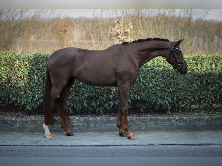 Rijnlander Merrie 4 Jaar 170 cm Donkere-vos in Ahaus