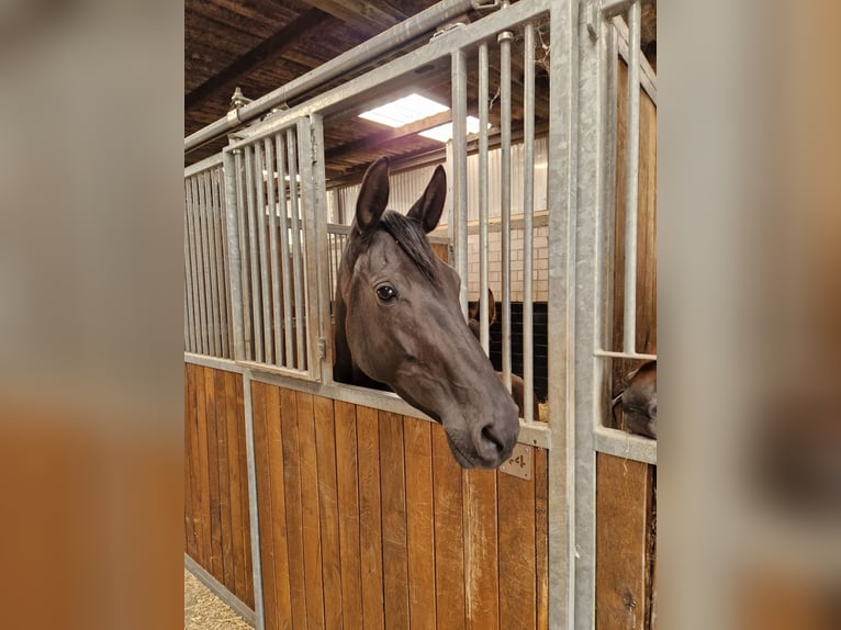 Rijnlander Merrie 4 Jaar 172 cm Zwart in Ascheberg